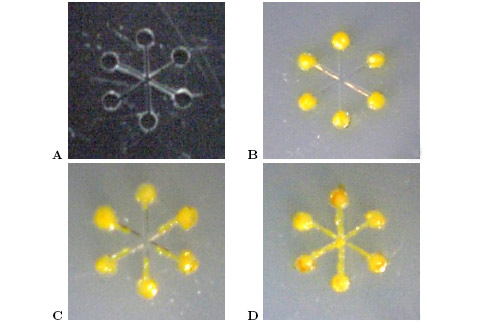 (A) -  ,    ,    . (B) -    . (C) -    5   (D) 10  ( Klaus-Peter Zauner).