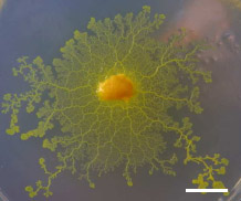    Physarum polycephalum   .      - 10  ( Klaus-Peter Zauner).