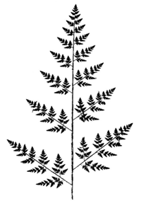 Рис.9. Фрактал-папоротник.